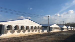 quạt thông gió gắn tường, hệ  thống làm mát trại chăn nuôi